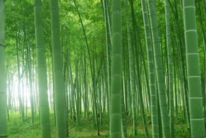 お知らせカテゴリの記事